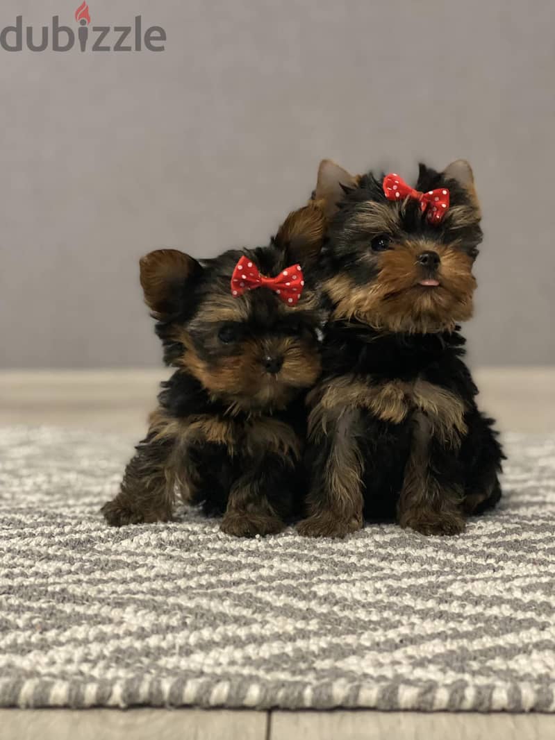 Yorkshire Terrier Puppies Imported babyface. 2