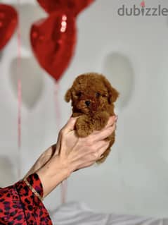 Toy Poodle Tedi-face Pure Imported From Europe !!! 0