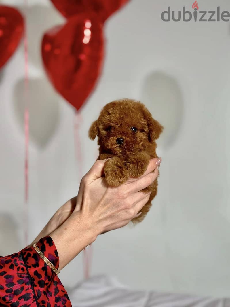 Toy Poodle Tedi-face Pure Imported From Europe !!! 0