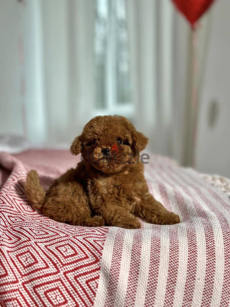 Toy Poodle Tedi-face Pure Imported From Europe !!! 2