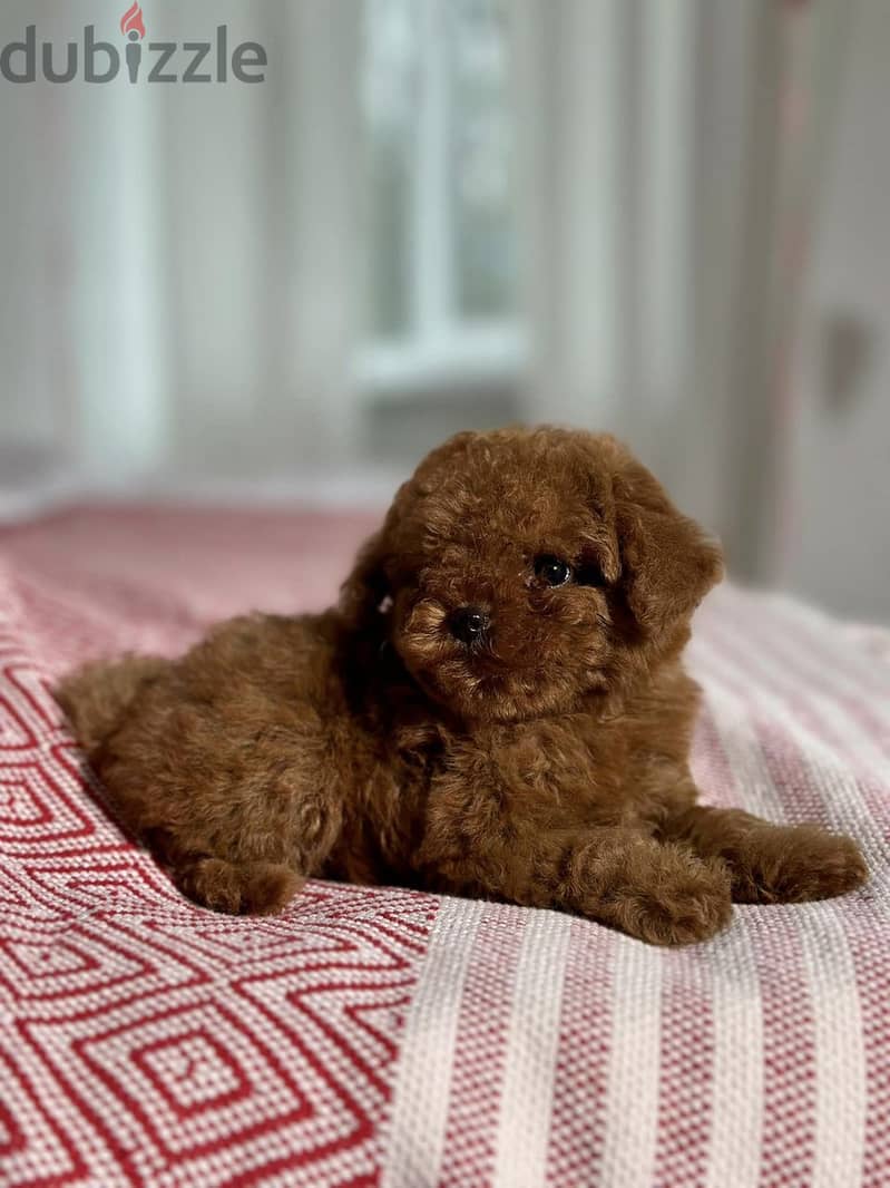 Toy Poodle Tedi-face Pure Imported From Europe !!! 3