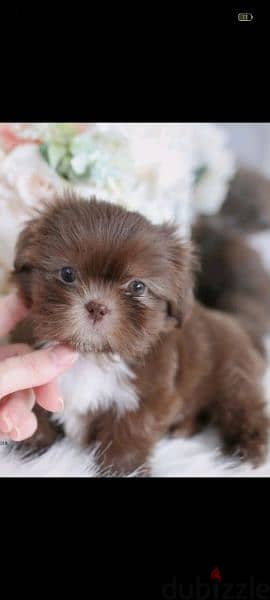 chocolate Havanese puppy 1