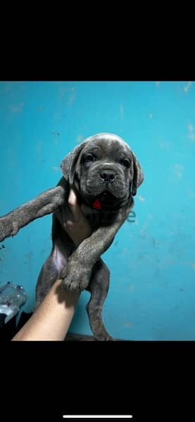 Female cane corso 0