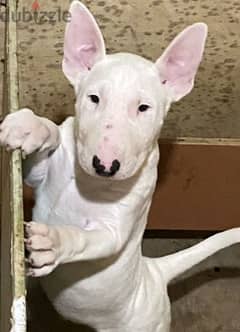 Standard Bull Terrier From Russia Male 0