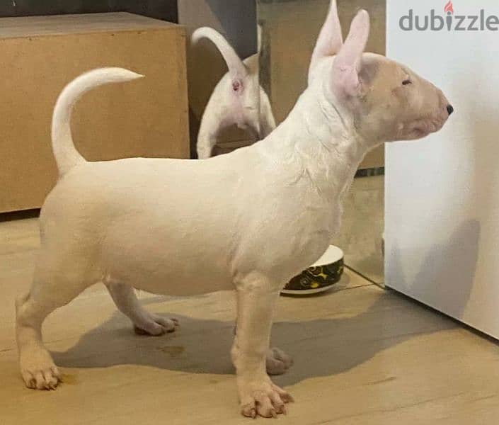 Standard Bull Terrier From Russia Male 1