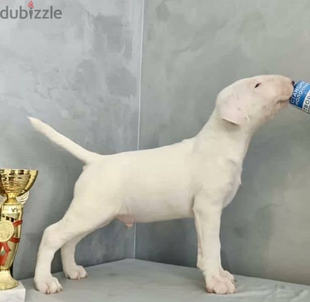 Standard Bull Terrier From Russia Male 2