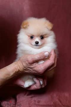 Mini Pomeranian From Russia With full documents 0