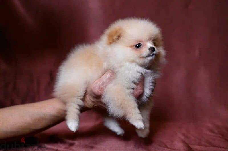 Mini Pomeranian From Russia With full documents 1