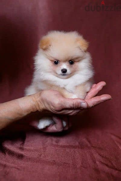 Mini Pomeranian From Russia With full documents 2