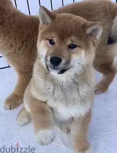 Shiba Inu puppies From Russia Males 0