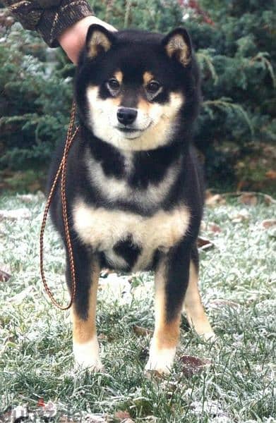 Shiba Inu puppies From Russia Males 2