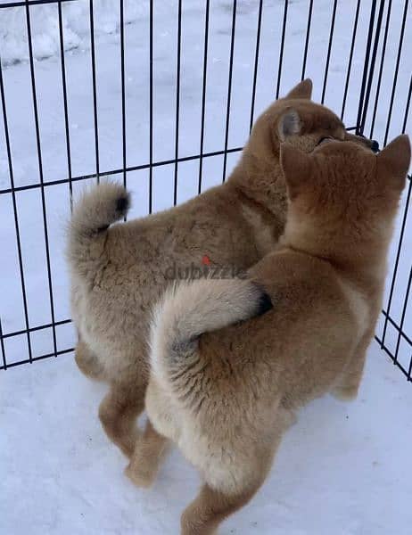 Shiba Inu puppies From Russia Males 3