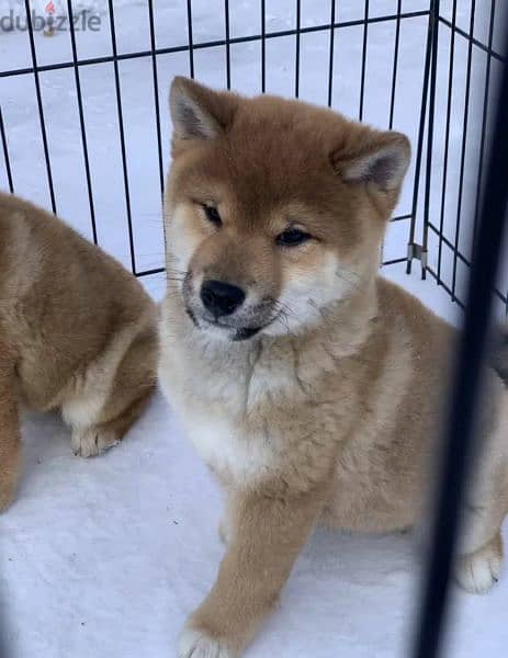 Shiba Inu puppies From Russia Males 5