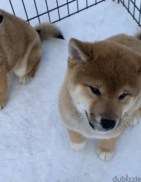 Shiba Inu puppies From Russia Males 7