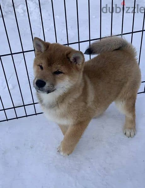 Shiba Inu puppies From Russia Males 8