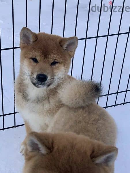 Shiba Inu puppies From Russia Males 9