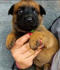 Malinois puppies From Russia