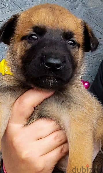 Malinois puppies From Russia 2