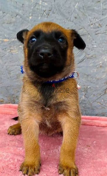 Malinois puppies From Russia 3