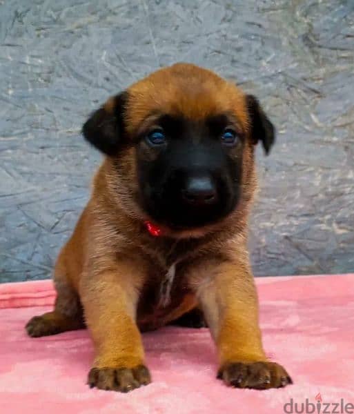 Malinois puppies From Russia 4