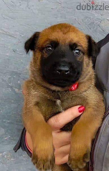 Malinois puppies From Russia 6