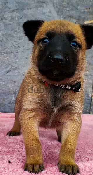 Malinois puppies From Russia 7