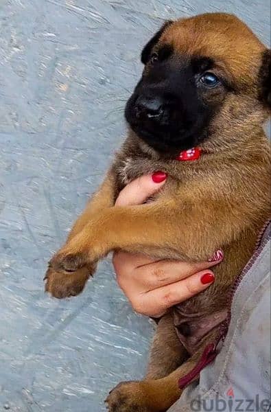 Malinois puppies From Russia 8