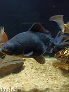Black moore goldfish 0