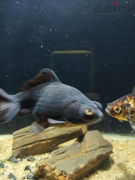 Black moore goldfish 1