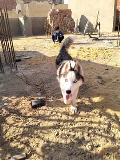 male husky 7 months old 0
