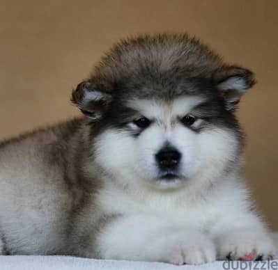 Alaskan malamute puppies From Russia