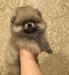 Mini Pomeranian From Russia Females