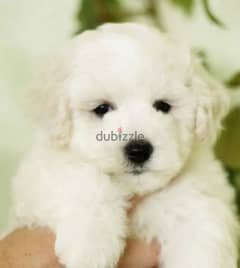 Bichon Frise Males From Russia 0