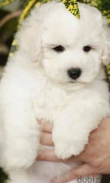Bichon Frise Males From Russia 1