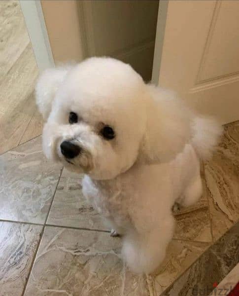 Bichon Frise Males From Russia 4