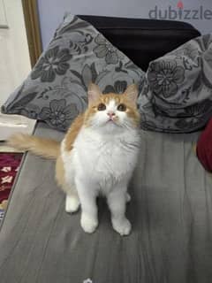قطة شيرازى للبيع عمرها 5 شهور