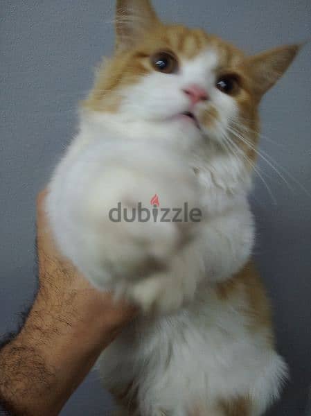 قطة شيرازى للبيع عمرها 5 شهور 2