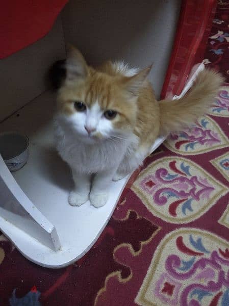 قطة شيرازى للبيع عمرها 5 شهور 4