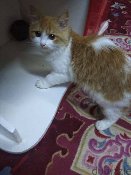 قطة شيرازى للبيع عمرها 5 شهور 5