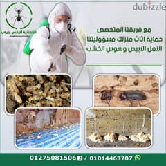 علاج سوس الخشب والنمل الابيض بالإسكندرية