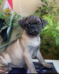 pug puppy male vaccinated and dewormed