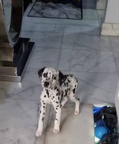 dalmation dog 2 month