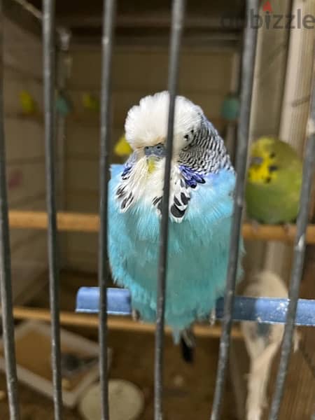 English budgie 1