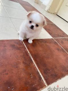 كلب شيواوا لونج هير للبيع Chihuahua dog for sale, long hair