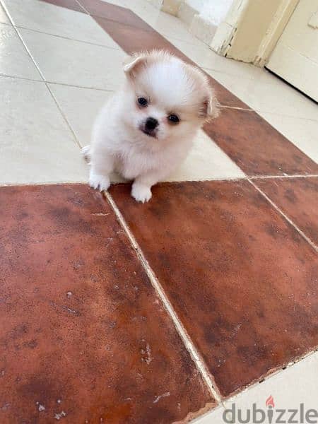 كلب شيواوا لونج هير للبيع Chihuahua dog for sale, long hair 0