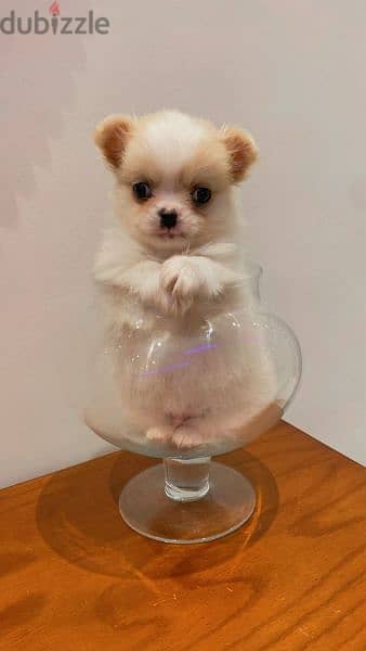 كلب شيواوا لونج هير للبيع Chihuahua dog for sale, long hair 5