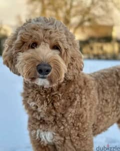Labradoodle From Russia Males and Females 0