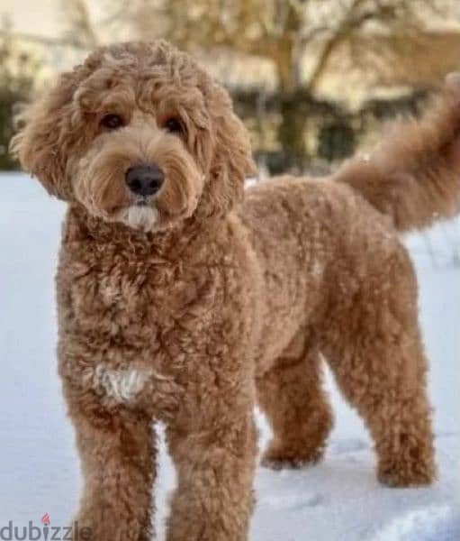 Labradoodle From Russia Males and Females 1