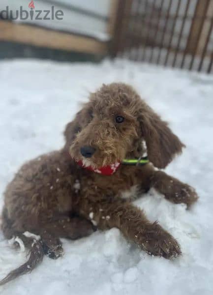Labradoodle From Russia Males and Females 2