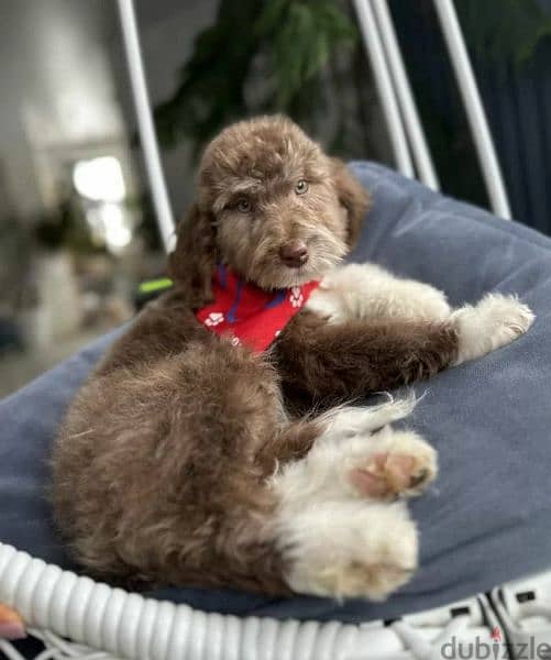 Labradoodle From Russia Males and Females 3